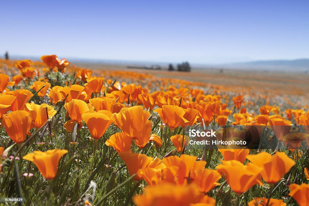 Macro of Poppy field Close up of some CA poppy flowers.Shot with Canon EOS 7d and 24-70L lens. California Golden Poppy Stock Photo