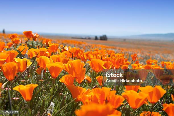 Macro Of Poppy Field Stock Photo - Download Image Now - California Golden Poppy, Beauty, Beauty In Nature
