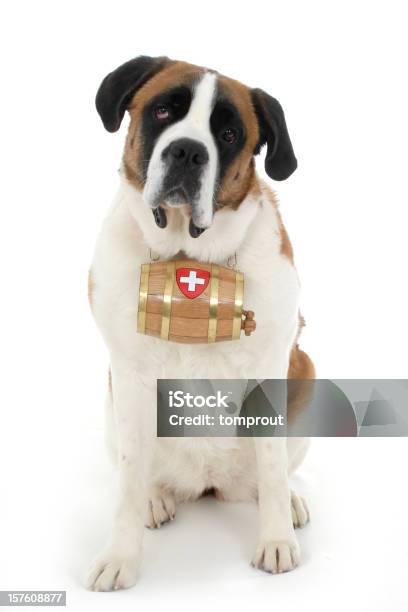 Photo libre de droit de Portrait De Saintbernard banque d'images et plus d'images libres de droit de Saint-Bernard - Saint-Bernard, Fond blanc, Chien