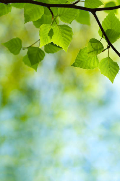 istock Green leaves of spring Birch 157608908
