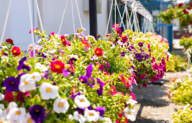 istock home plant for sale 1576090682