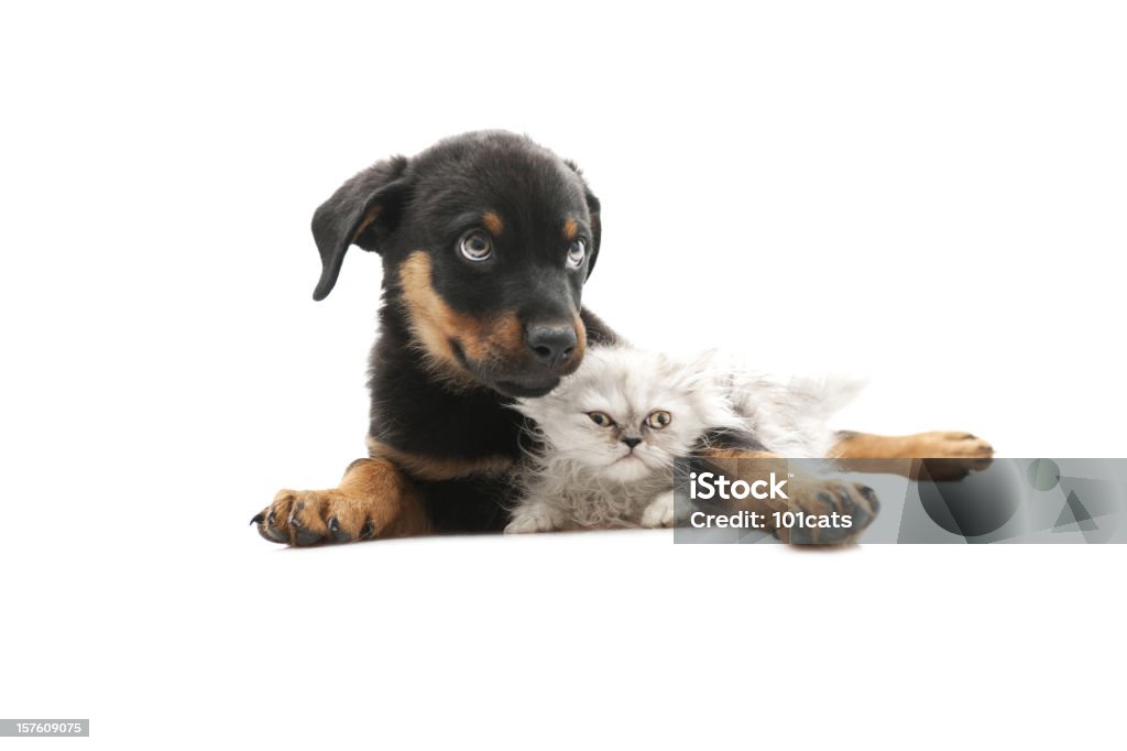 baby rottweiler,and persian cat little dog, little cat isolated on white Puppy Stock Photo