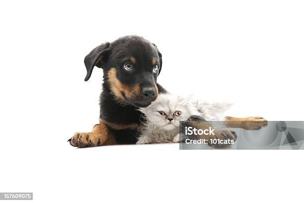 Baby Rottweilerand Persian Cat Stock Photo - Download Image Now - Puppy, Kitten, White Background