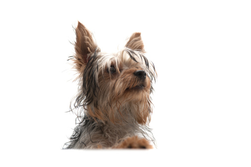 beautiful Yorkshire terrier with a crown
