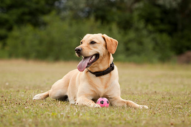 beautiful labrador is lying in the park