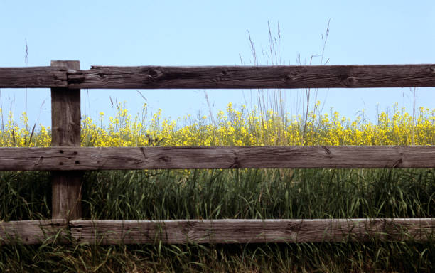 flores depois do muro - farm fence - fotografias e filmes do acervo