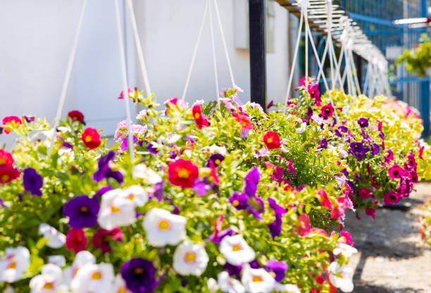 istock home plant for sale 1576091234