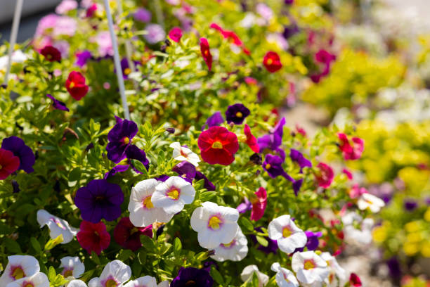 istock home plant for sale 1576091236