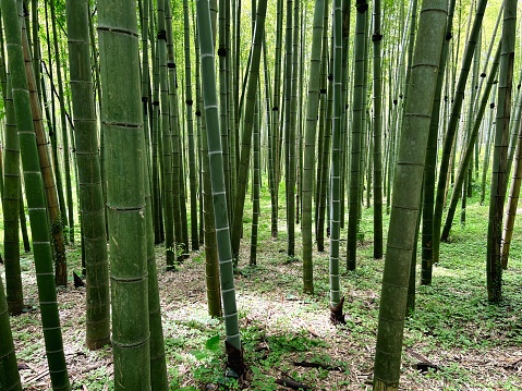 Bamboo Forest. Natural background with green bamboo. Natural forest of bamboo in Kyoto. Bamboo forest background. High quality photo.