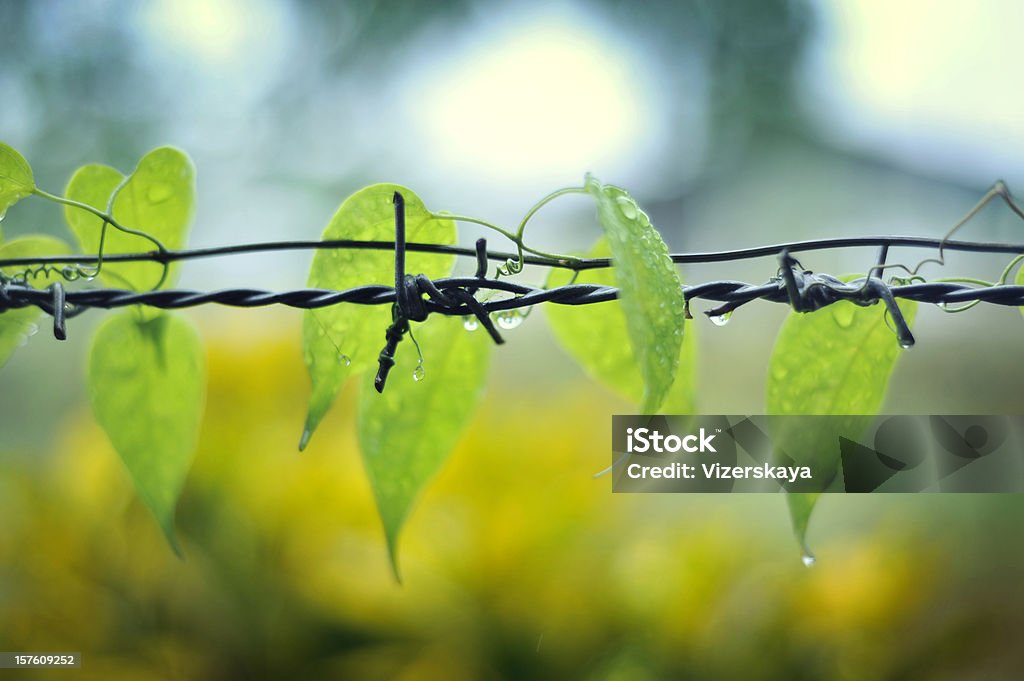 Попутное растение в виде проволоки - Стоковые фото Витой роялти-фри