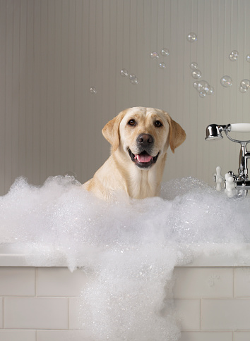 Yellow labrador smiling at the camera while getting a bubble bath. Soap suds overflow the white subway tile bathtub with chrome and white antique fixtures. Large bubbles float overhead against the white beadboard background.