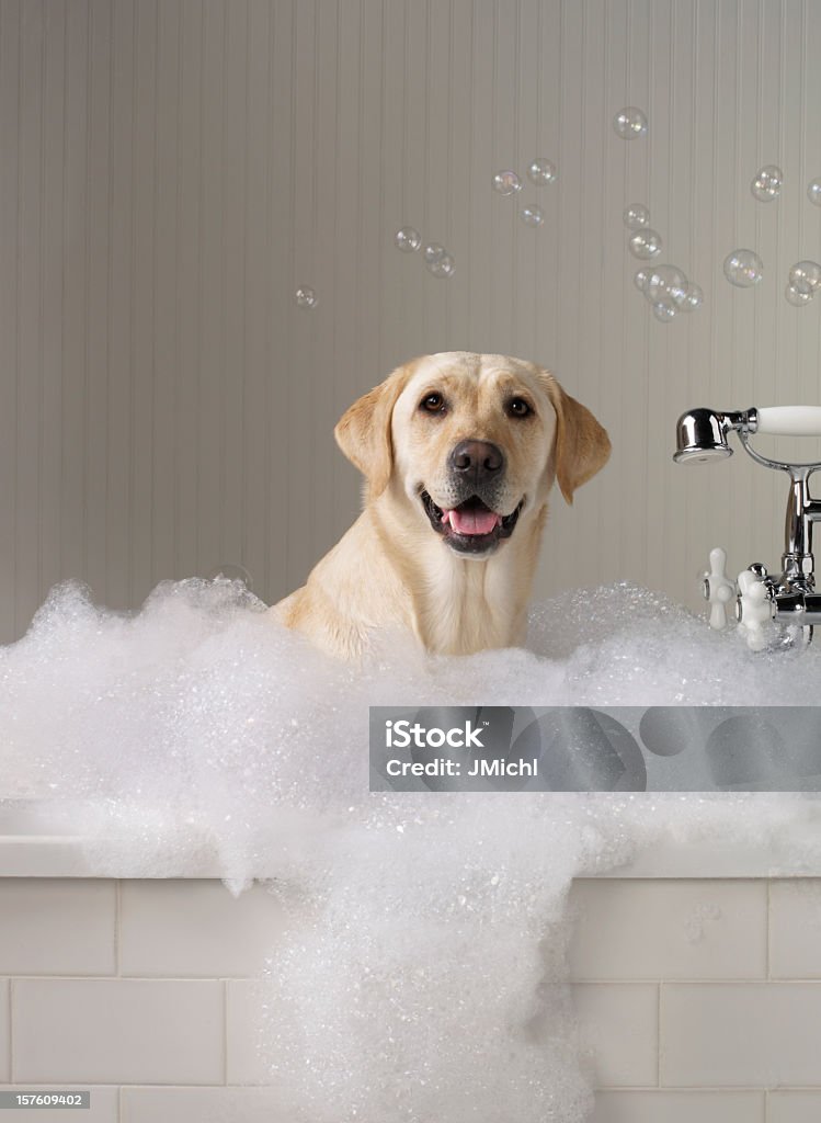 Yellow Labrador getting a bath with bubbles in background. Yellow labrador smiling at the camera while getting a bubble bath. Soap suds overflow the white subway tile bathtub with chrome and white antique fixtures. Large bubbles float overhead against the white beadboard background. Bathtub Stock Photo