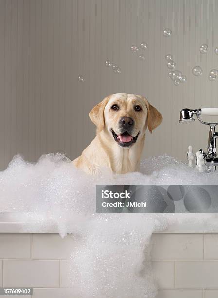 Yellow Labrador Getting A Bath With Bubbles In Background Stock Photo - Download Image Now