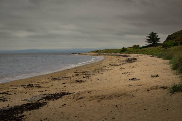 istock Scenic view of a sandy beach covered with greenery on a cloudy day 1576095750