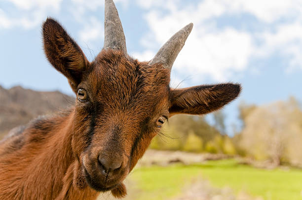 Cute little goat  kid goat stock pictures, royalty-free photos & images