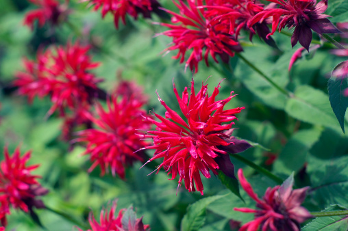 Beautiful red ginger flower spotted in Guadeloupe