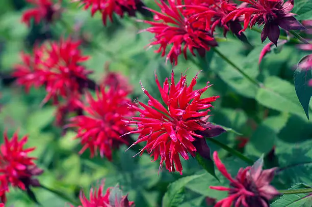 Red Bee Balm in full bloom in a garden.  Bee Balm is a perennial flower that blooms in late summer.   Bee Balm (Monardo or Bergamot) attracts both Hummingbirds and Butterflies.  