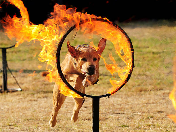 istock Dog jumping through a hoop of fire. 157609667