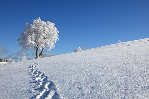 trail of footprints in snow\n\n[url=file_closeup?id=18622167][img]/file_thumbview/18622167/1[/img][/url] [url=file_closeup?id=11630560][img]/file_thumbview/11630560/1[/img][/url] [url=file_closeup?id=18643680][img]/file_thumbview/18643680/1[/img][/url] [url=file_closeup?id=25370868][img]/file_thumbview/25370868/1[/img][/url] [url=file_closeup?id=11986241][img]/file_thumbview/11986241/1[/img][/url] [url=file_closeup?id=14594719][img]/file_thumbview/14594719/1[/img][/url] [url=file_closeup?id=8971284][img]/file_thumbview/8971284/1[/img][/url] [url=file_closeup?id=21721258][img]/file_thumbview/21721258/1[/img][/url] [url=file_closeup?id=11613398][img]/file_thumbview/11613398/1[/img][/url] [url=file_closeup?id=11613278][img]/file_thumbview/11613278/1[/img][/url] [url=file_closeup?id=8971320][img]/file_thumbview/8971320/1[/img][/url] [url=file_closeup?id=8971307][img]/file_thumbview/8971307/1[/img][/url] [url=file_closeup?id=8738455][img]/file_thumbview/8738455/1[/img][/url] [url=file_closeup?id=8766613][img]/file_thumbview/8766613/1[/img][/url] [url=file_closeup?id=8590167][img]/file_thumbview/8590167/1[/img][/url] [url=file_closeup?id=8642852][img]/file_thumbview/8642852/1[/img][/url]