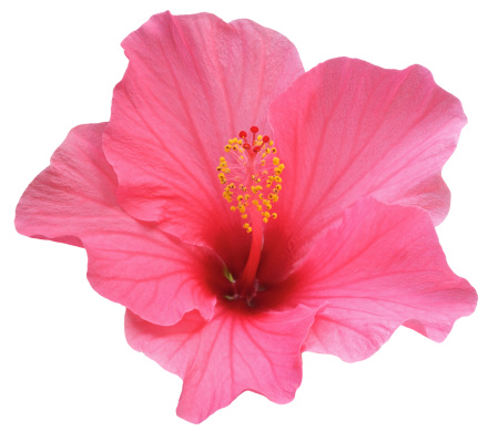 a perfect pink Hibiscus flower at a slight angle to compose the stamen nicely within the flower. Image also taken when the flower is not fully open - which is when it is at its most attractive. Isolated on white.