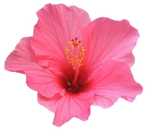 Perfect Pink Hibiscus Flower ﻿a perfect pink Hibiscus flower at a slight angle to compose the stamen nicely within the flower. Image also taken when the flower is not fully open - which is when it is at its most attractive. Isolated on white. tropical flower photos stock pictures, royalty-free photos & images