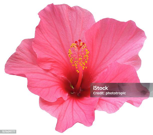 Doskonałe Różowy Kwiat Hibiskusa - zdjęcia stockowe i więcej obrazów Hibiskus - Hibiskus, Kwiat - Roślina, Neutralne tło