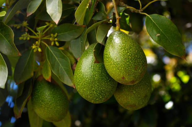 gros plan de maturité précoce avacado sur tree - fruit tree photos et images de collection