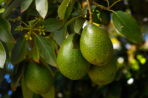 Close-up of a ripening avacados (Persea americana), on an avacado tree.