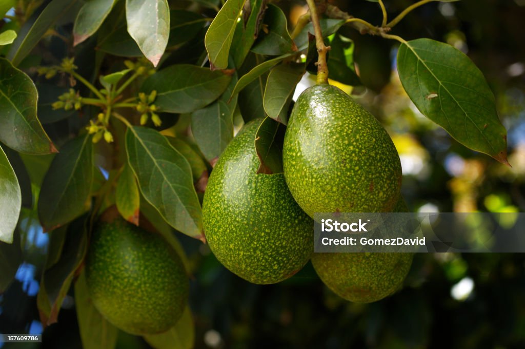 Close-up of Ripening Avacado On Tree Close-up of a ripening avacados (Persea americana), on an avacado tree. Avocado Stock Photo