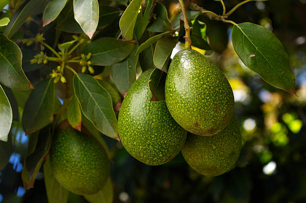 Close-up of Ripening Avacado On Tree Close-up of a ripening avacados (Persea americana), on an avacado tree. avocado stock pictures, royalty-free photos & images