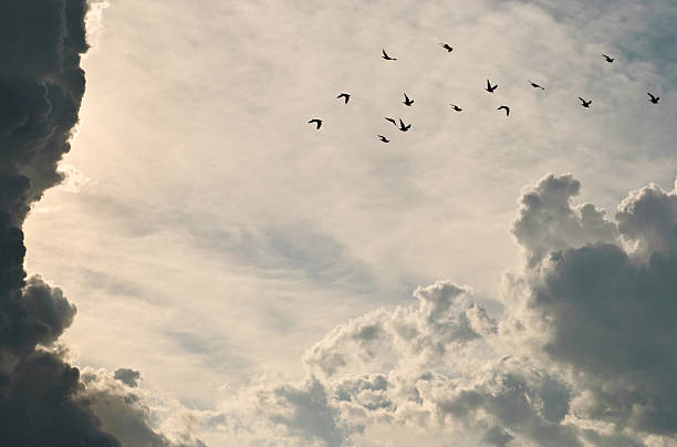 tempesta nubi - birds in flight foto e immagini stock