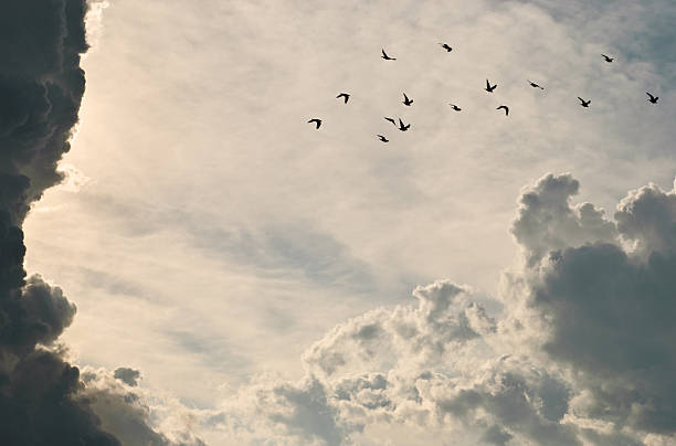Storm clouds Group of pigeons through storm clouds at sunset. dove bird stock pictures, royalty-free photos & images
