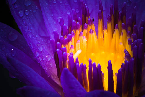 ウォーターリリー夜のカラーの使用 - water lily 写真 ストックフォトと画像