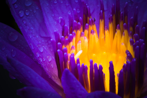The inside of the flower is bright in color. Stock footage. A bright flower in the water on which there are large drops of water and which shimmers from the light that falls on it. High quality FullHD footage