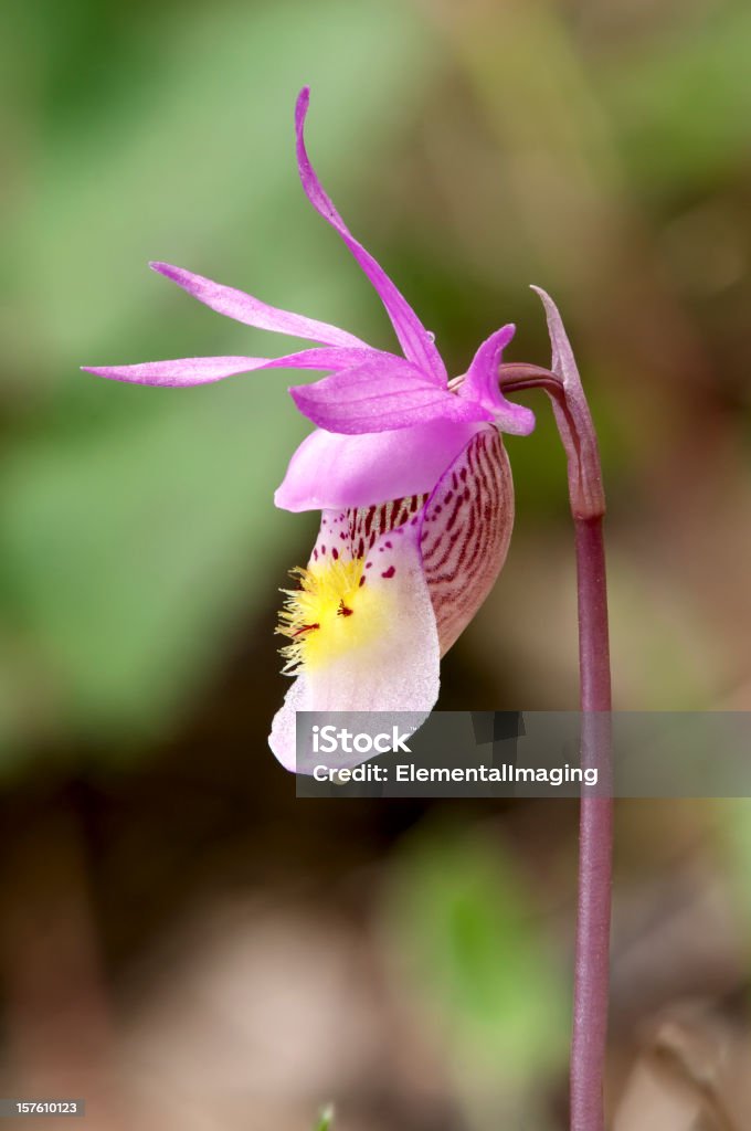 Sapato roxo fada Wild Wyoming Orchid (Calypso bulbosa - Foto de stock de Amarelo royalty-free