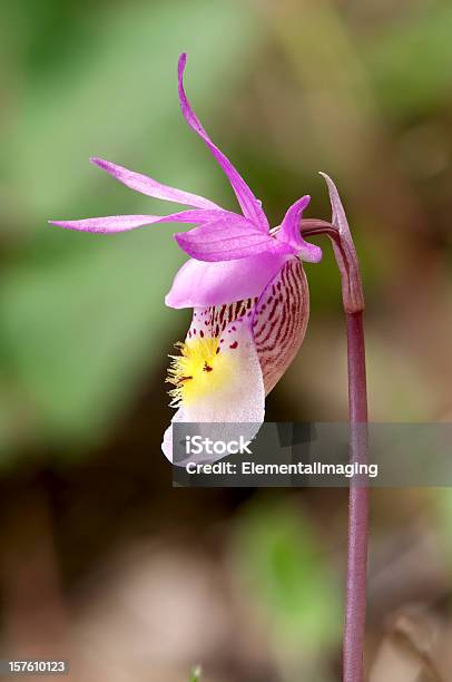 Foto de Sapato Roxo Fada Wild Wyoming Orchid Calypso Bulbosa e mais fotos de stock de Amarelo