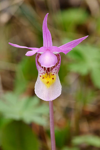 Sapato De Fadas Roxa Selvagem Wyoming Orquídea Calipso Bulbosa -  Fotografias de stock e mais imagens de Flor - iStock