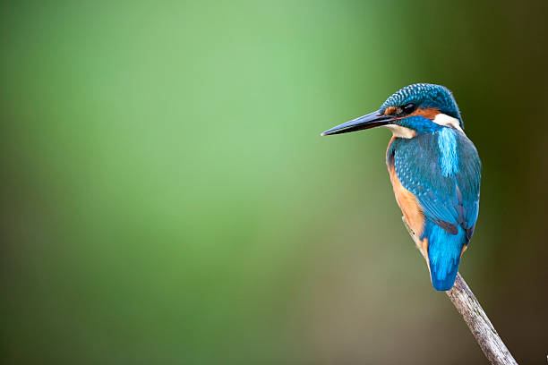 kingfisher (alcedo atthis) - guarda rios - fotografias e filmes do acervo