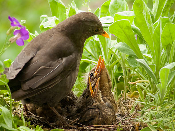 istock no food? - Blackbird babys and mother 157610155