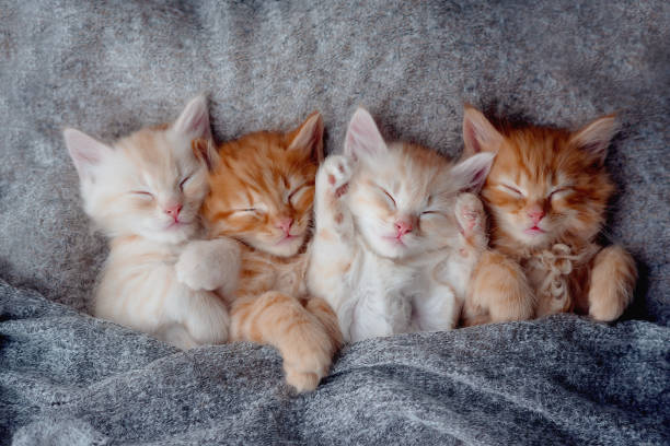 istock Cute ginger kittens sleeping on blanket. Cats rest napping on bed. Comfortable pet sleeping in cozy home. Top view web banner with copy space 1576102234