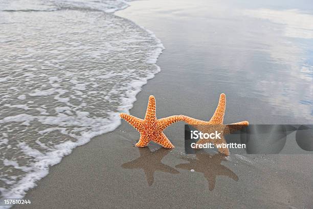 Foto de Conchas Nadando No Mar e mais fotos de stock de Amizade - Amizade, Amor, Areia