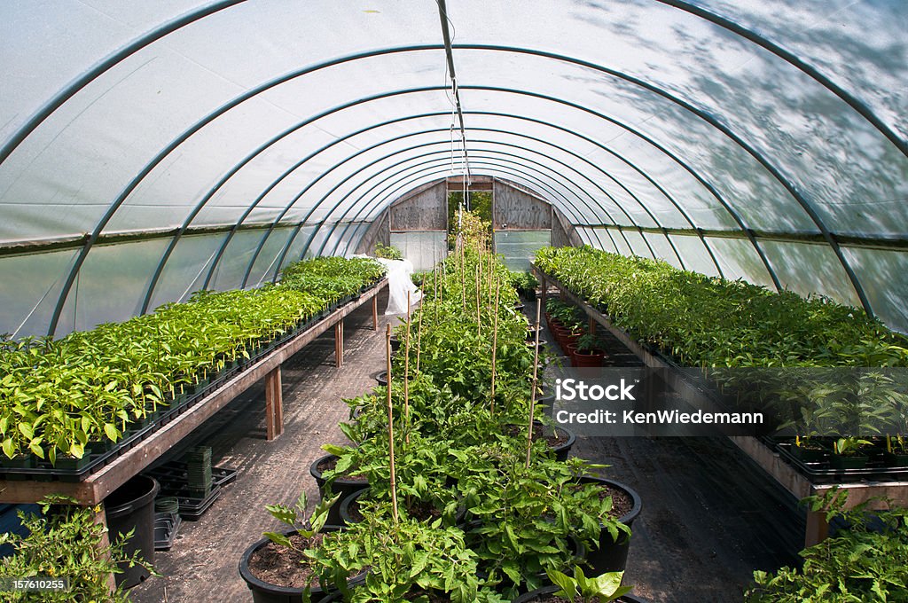 Serra piante - Foto stock royalty-free di Serra