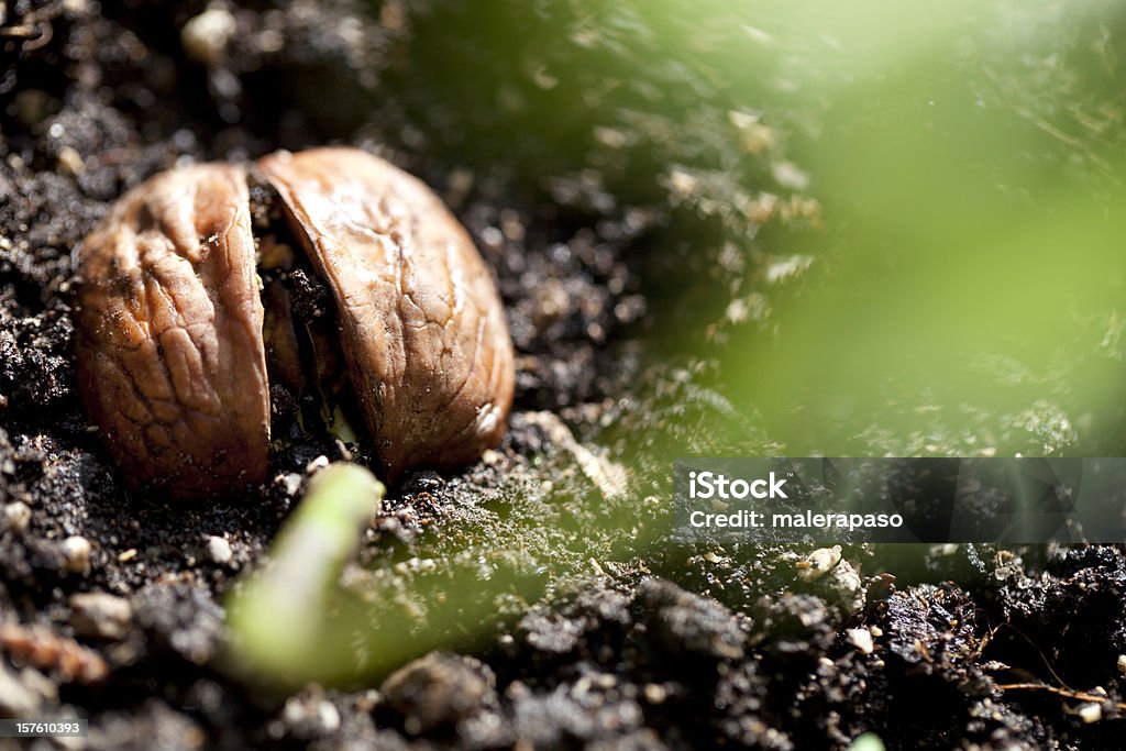 Vida nueva - Foto de stock de Árbol libre de derechos