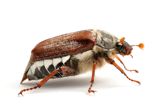 A low angle shot of a cockchaffer isolated on a white background.