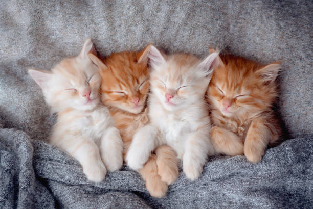 istock Cute ginger kittens sleeping on blanket. Cats rest napping on bed. Comfortable pet sleeping in cozy home. Top view web banner with copy space 1576104591