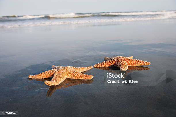 Seestern Sonnenbaden Am Strand Stockfoto und mehr Bilder von Alles hinter sich lassen - Alles hinter sich lassen, Brandung, Farbbild