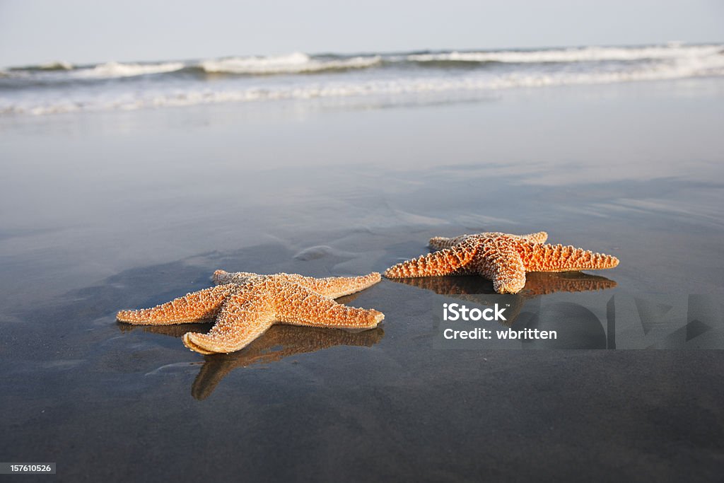 Banho de sol na praia estrela-do-mar - Foto de stock de Amizade royalty-free