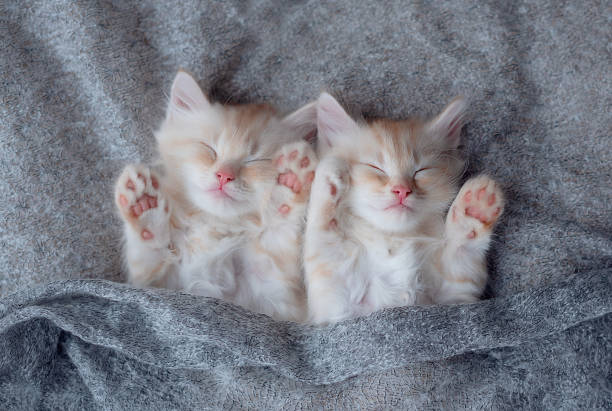 istock Cute ginger tabby kittens sleeping on blanket. Cats rest napping on bed. Comfortable pet sleeping in cozy home. Top view web banner with copy space 1576105528