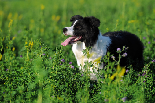 Border Collie dog in Shropshire countryside in the sun