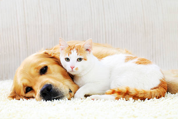 amizade de um cão e gato. - golden retriever retriever golden dog imagens e fotografias de stock